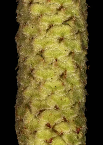 Φουντούκια Corylus Avellana Χειμώνας Άνδρας Catkin Λεπτομέρεια Κλείσιμο — Φωτογραφία Αρχείου