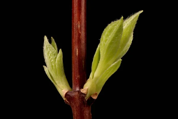 Mock Orange Philadelphus Coronarius Blad Bryter Igenom Löv Ärr Membran — Stockfoto