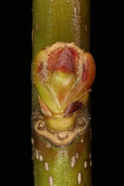 Ασημένιο Σφενδάμι Acer Saccharinum Πλευρική Bud Closeup — Φωτογραφία Αρχείου