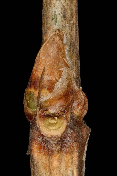 Σιβηρίας Caragana Arborescens Πλευρική Bud Closeup — Φωτογραφία Αρχείου