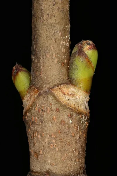 Bergahorn Acer Pseudoplatanus Seitliche Knospen Nahaufnahme — Stockfoto