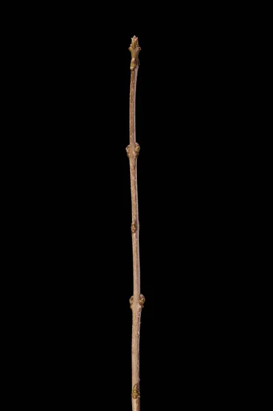 Wild Privet Ligustrum Vulgare Overwinteren Twig Closeup — Stockfoto
