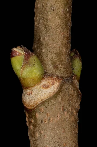 Sycamore Maple (Acer pseudoplatanus). Yan Tomurcuklar Yakın plan