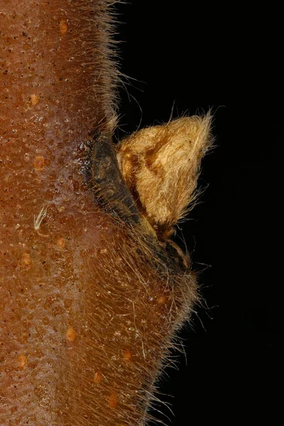 Staghorn Sumach Rhus Typhina Seitliche Knospen Nahaufnahme — Stockfoto