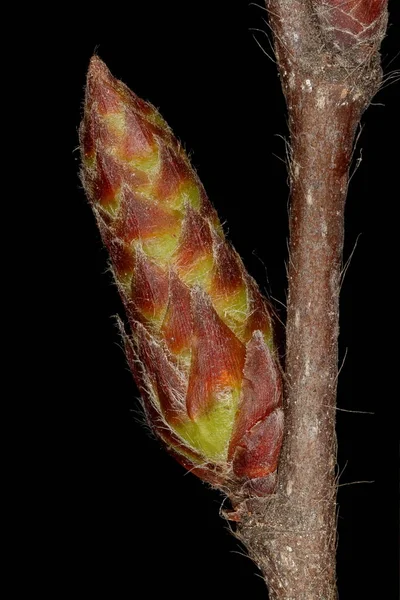 Hainbuche Carpinus Betulus Seitliche Knospen Nahaufnahme — Stockfoto