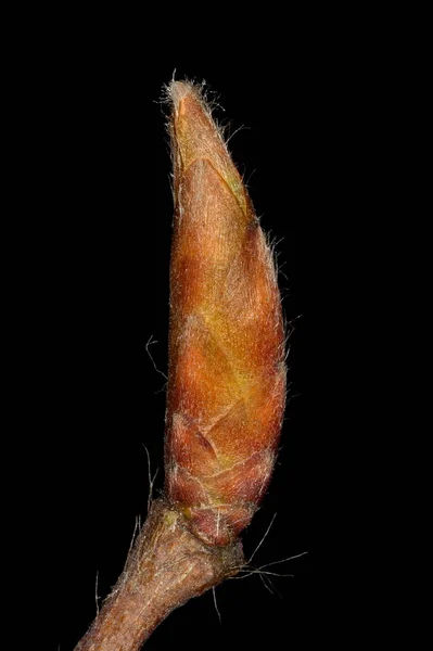 Carpino Carpinus Betulus Primo Piano Terminale Bud — Foto Stock