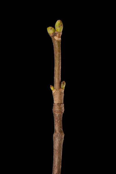 Sycamore Maple Acer Pseudoplatanus Wintering Twig Closeup — Stock Photo, Image