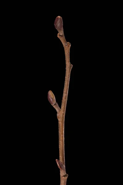 Alder Alnus Glutinosa Wintering Twig Closeup — Fotografia de Stock