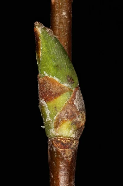 Silberbirke Betula Pendula Seitliche Knospen Nahaufnahme — Stockfoto