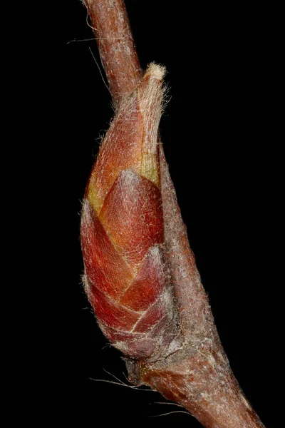 Hornbeam Carpinus Betulus Lateral Bud Closeup — Stock Photo, Image