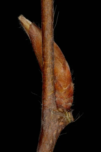 Hornbeam Carpinus Betulus Brote Lateral Primer Plano — Foto de Stock