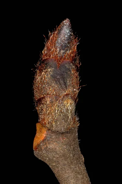 Wych Elm Ulmus Glabra 终端Bud Closeup — 图库照片