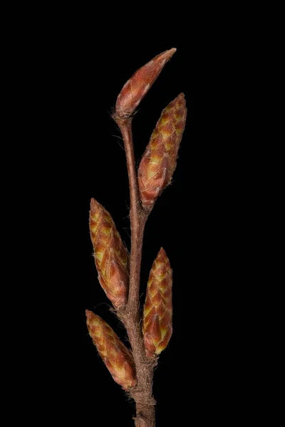Haagbeuk Carpinus Betulus Overwinteren Twig Closeup — Stockfoto