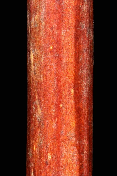 Mock Orange Philadelphus Coronarius Wintering Twig Detail Closeup — Stock Photo, Image