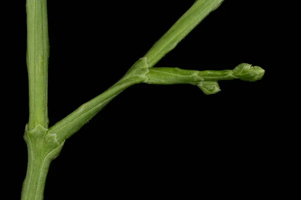 Sandarac Tetraclinis Articulata Fechamento Tiro Com Folhas Escala — Fotografia de Stock