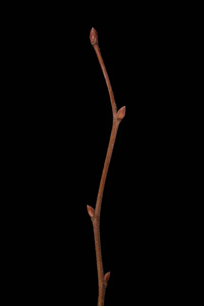 大葉石灰 Tilia Platyphyllos 冬のTwig Closeup — ストック写真