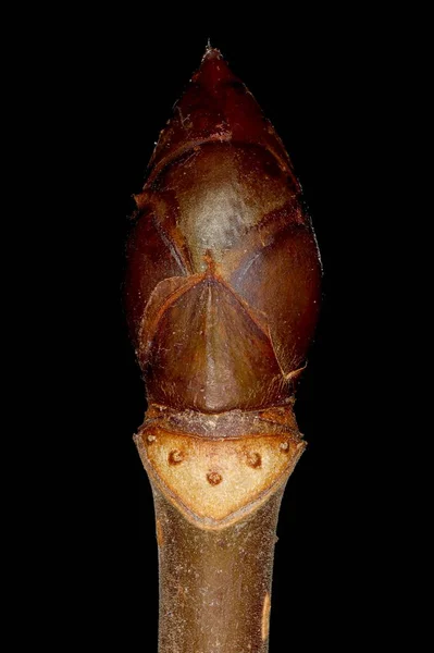 Kestane Aesculus Hipocastanum Terminal Bud Kapanışı — Stok fotoğraf
