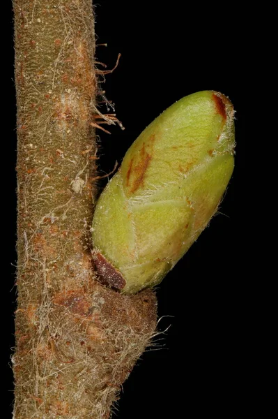 Φουντούκια Corylus Avellana Πλευρική Bud Closeup — Φωτογραφία Αρχείου