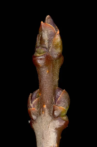 원숭이 Ligustrum Vulgare 손목시계를 — 스톡 사진