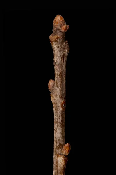 Eik Quercus Robur Overwinteren Twig Detail Close — Stockfoto