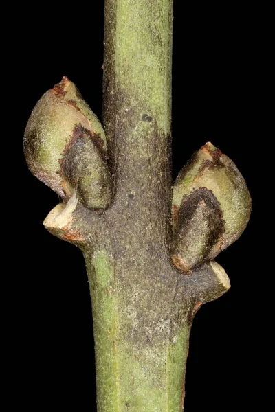 Orsó Euonymus Europaeus Oldalsó Rügyek Közelkép — Stock Fotó