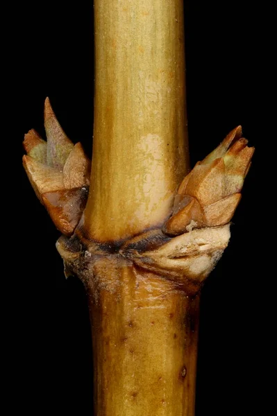 Perlistny Wiciokrzew Lonicera Caprifolium Pąki Boczne Zbliżenie — Zdjęcie stockowe