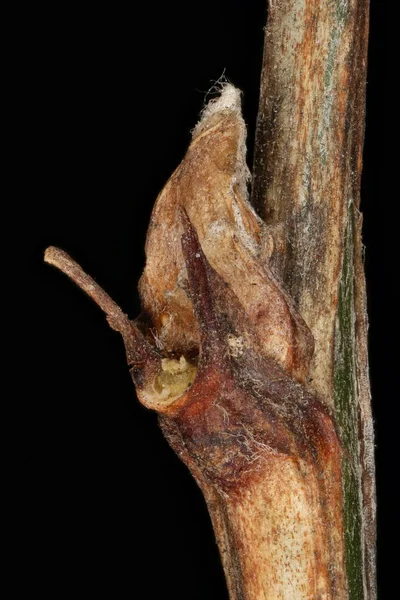 Szibériai Borsófa Caragana Arborescens Oldalirányú Bud Closeup — Stock Fotó