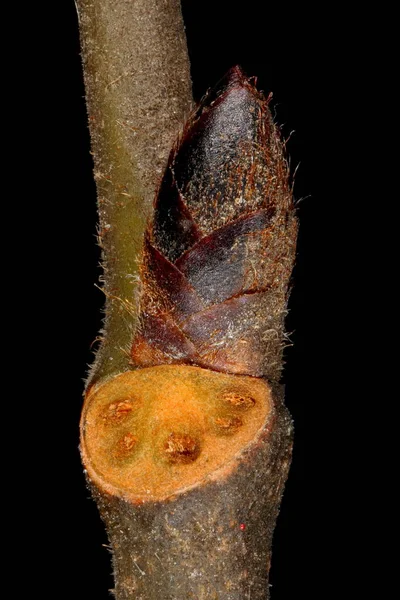 Wych Ulme Ulmus Glabra Seitliche Knospen Nahaufnahme — Stockfoto