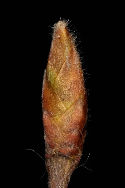 Hainbuche Carpinus Betulus Nahaufnahme Terminal Bud — Stockfoto