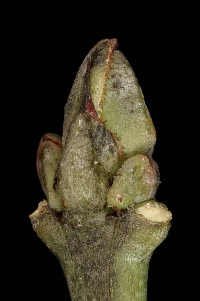 Σπανάκι Euonymus Europaeus Κλείσιμο Τερματικού Bud — Φωτογραφία Αρχείου