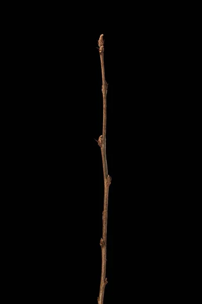Siberische Erwtenboom Caragana Arborescens Overwinteren Twig Closeup — Stockfoto