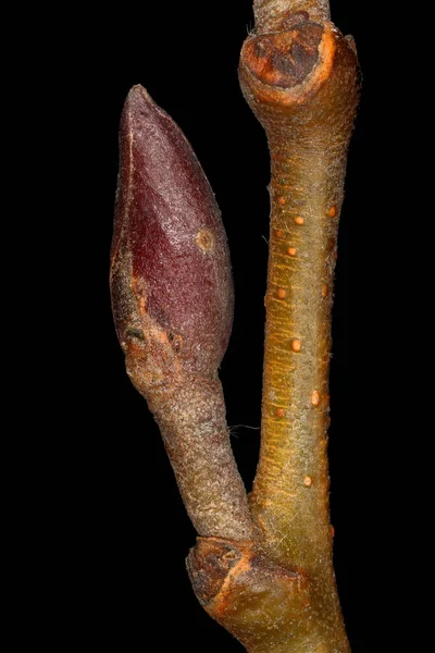 Éger Alnus Glutinosa Rögzítse Oldalsó Bud Closeup — Stock Fotó