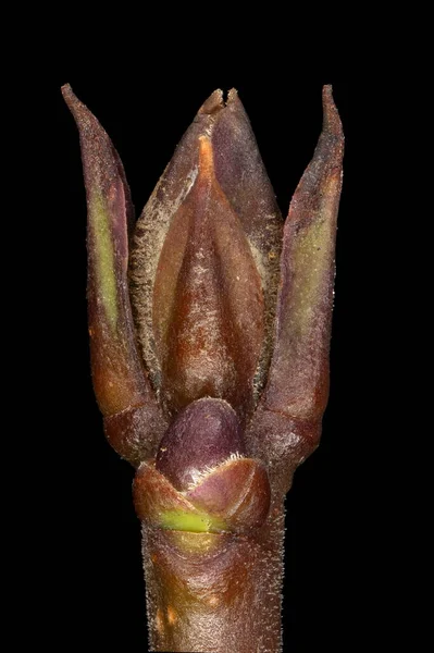 Άγρια Privet Ligustrum Vulgare Κλείσιμο Ομάδας Terminal Bud — Φωτογραφία Αρχείου