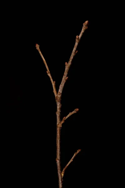 Dąb Zwyczajny Quercus Robur Zimująca Gałązka Zbliżenie — Zdjęcie stockowe