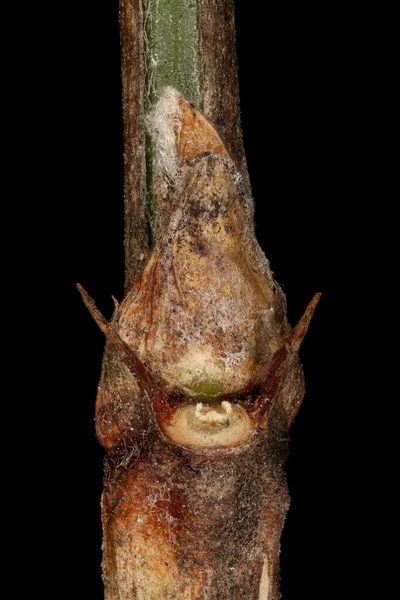 Σιβηρίας Caragana Arborescens Πλευρική Bud Closeup — Φωτογραφία Αρχείου