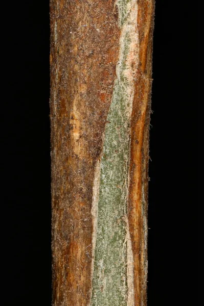 Sibirischer Erbsenbaum Caragana Arborescens Zweig Detail Nahaufnahme — Stockfoto