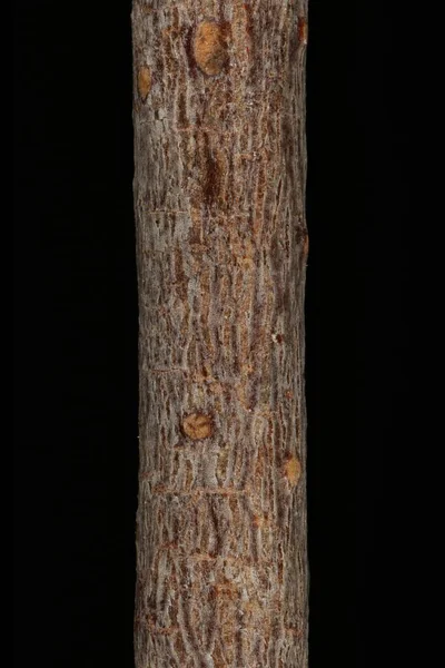 Abedul Plateado Betula Pendula Detalle Ramita Primer Plano — Foto de Stock