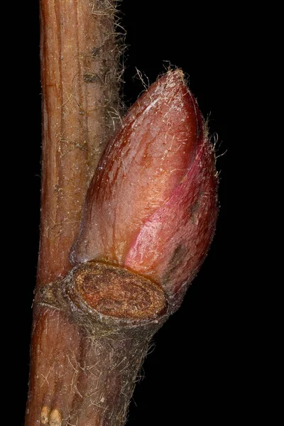 Nagy Levelű Mész Tilia Platyphyllos Oldalirányú Bud Closeup — Stock Fotó