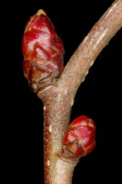 Midland Hawthorn Crataegus Laevigata Yan Tomurcuklar Yakın Plan — Stok fotoğraf