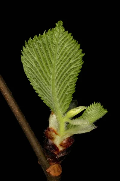 Wych Elm Ulmus Glabra Yaprak Kapanması Açılıyor — Stok fotoğraf