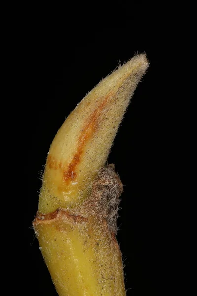 Salgueiro Branco Salix Alba Pseudoterminal Bud Closeup — Fotografia de Stock