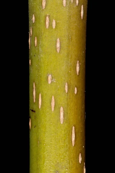 Ασημένιο Σφενδάμι Acer Saccharinum Κλείσιμο Λεπτομερειών Λήψης Φύλλων — Φωτογραφία Αρχείου