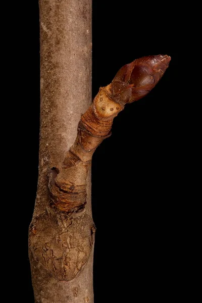 Ιπποκάστανο Aesculus Hippocastanum Κοντός Πυροβολισμός — Φωτογραφία Αρχείου