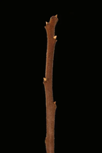 Staghorn Sumac Rhus Typhina Zimująca Gałązka Zbliżenie — Zdjęcie stockowe
