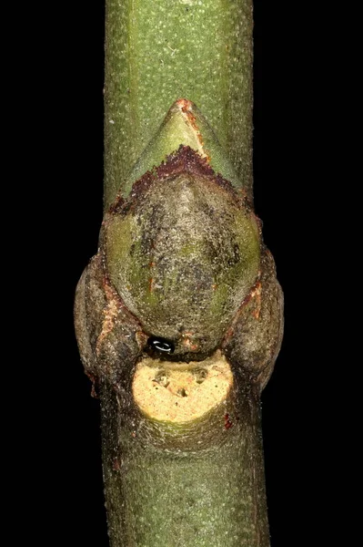 Spindel Euonymus Europaeus Lateral Bud Closeup — Stockfoto