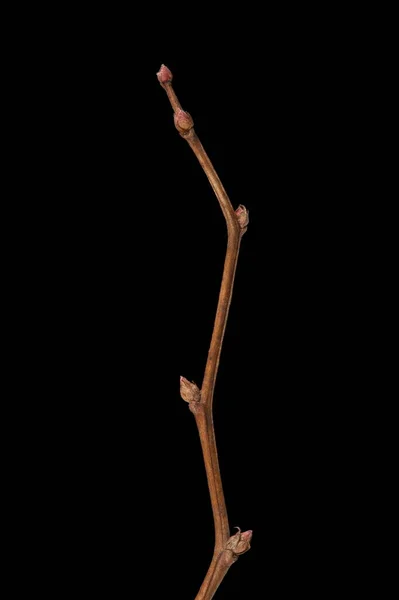 Spiraea Russo Spiraea Media Wintering Twig Closeup — Fotografia de Stock