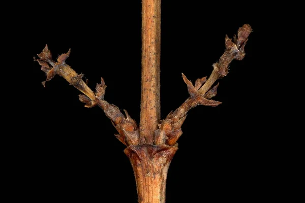 Snowberry Symphoricarpos Albus Wintering Twig Detail Closeup — Stock Photo, Image