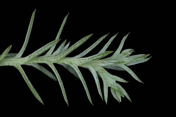 Sandarac Tetraclinis Articulata Close Van Een Shoot Met Acicular Leaves — Stockfoto