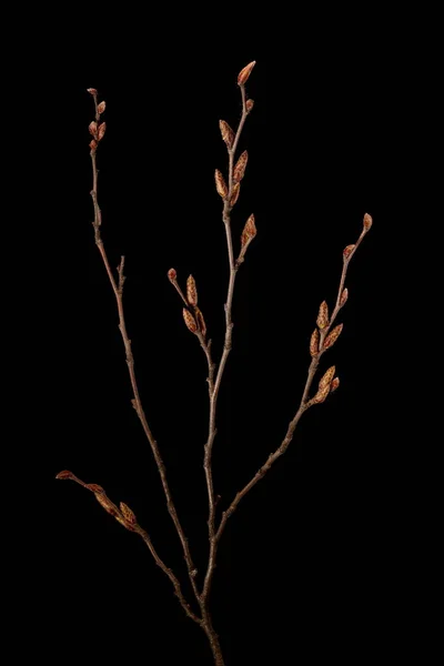 Hornbeam Carpinus Betulus Kış Dalı Kapanışı Telifsiz Stok Fotoğraflar