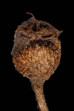 Midland Hawthorn (Crataegus laevigata). Marcescent Meyve Kapanışı